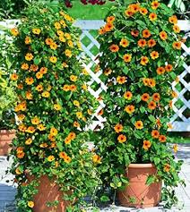 Orange Cress Flower Seeds