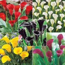 Calla Lily Flower Seeds Mixed