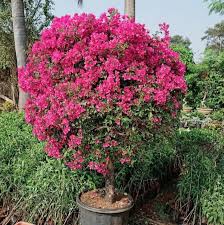 Pink Bougainvillea Flower Seeds – Heirloom, Non GMO, High Germination Seeds