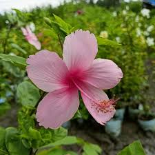 Pink Hibiscus Flower Seeds,