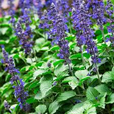 Purple Salvia Leucantha Flower Seeds Exotic Flowering Plants for Colorful Backyard Beauty | Heirloom Non-GMO Premium...