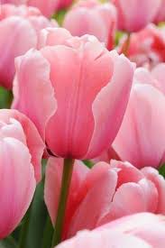 Pink Perennial Tulip Flower Seeds Exotic Flowering Plants for Colorful Backyard Beauty | Heirloom Non-GMO Premium...