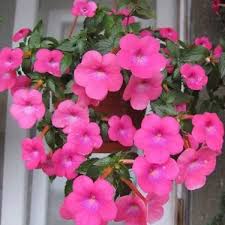 Achimenes Flower Seeds