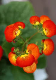 ORANGE CALCEOLARIA FLOWER SEEDS