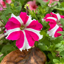 Pink Petunia Flower Seeds Pink