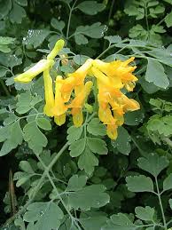 Yellow Corydalis Flower Seeds - Heirloom Non GMO High Germination Flower Seeds for Planting
