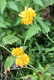 Kerria Japonica Flower Seeds