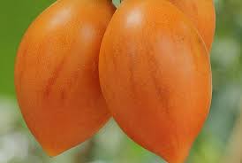 Orange Tamarillo Fruit Growing Unique And Flavorful Fruits Fruit Seeds