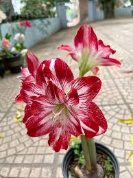 Red White Amaryllis Flower Heirloom Non-GMO High Germination Organic Garden Seeds - Heirloom Non GMO High Germination