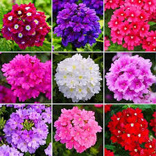 Verbena hybrida Flower Seeds Heirloom Non-GMO Seeds for Planting High Germination Organic Garden Seeds - Heirloom Non