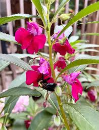 Balsam Flower Seeds