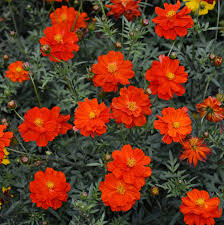 Red Cosmos Flower Seeds