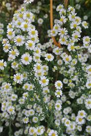 White Aster Flower Flower Seeds - Heirloom Non GMO High Germination Organic Garden Planting Seeds