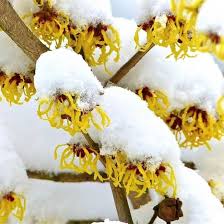 Yellow Hazel Flower Flower Seeds - Heirloom Non GMO High Germination Organic Garden Planting Seeds