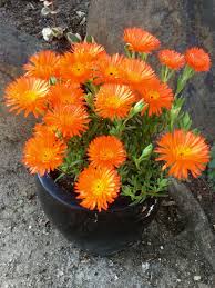 Lampranthus Flower Seeds