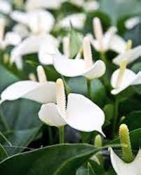 White Blooming Anthurium Flower Flower Seeds - Heirloom Non GMO High Germination Organic Garden Planting Seeds