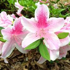 Pink Azalea Flower Seeds White – Exotic Flowering Plants Colorful Backyard Beauty Colorful