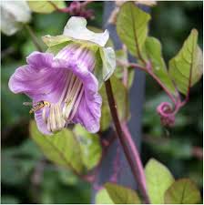 Purple Cobaea Scandens Flower Seeds - Heirloom Non GMO High Germination Flower Seeds for Planting