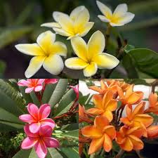 Champa Flower Seeds