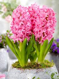 Pink Hyacinth Flower Seeds
