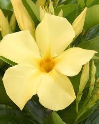 Yellow Dipladenia Flower Seeds