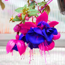 Fuchsia Flower Seeds Exotic