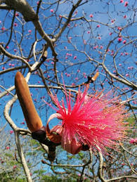 Pink Ellipticum Flower Seeds Exotic Flowering Plants Colorful Backyard Beauty Seeds for Planting - Heirloom Non GMO High