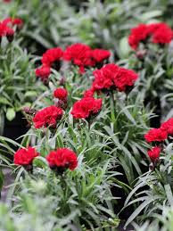 Red Carnation Flower Seeds Exotic Flowering Plants for Vibrant Backyard Beauty for Colorful - Heirloom Non GMO High