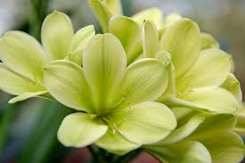 Green Clivia Flower Seeds – Heirloom Non-GMO High Germination Seeds for Planting - Heirloom Non GMO High Germination