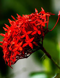 RED IXORA FLOWER SEEDS HEIRLOOM NON-GMO HIGH GERMINATION ORGANIC GARDEN SEEDS FOR PLANTING Seeds - Heirloom Non GMO
