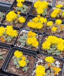 Yellow Conophytum Flower Seeds - Heirloom Non GMO High Germination Flower Seeds for Planting