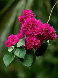Pink Bougainvillea Flower Seeds – Easy Grow Blossoms Home Garden Decoration Seeds