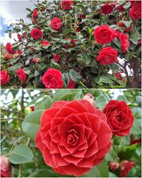 Pink Camellia Flower Seeds - Heirloom, Non-GMO, High Germination Flower Seeds for Planting