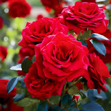 Red Giant Rose Flower Seeds Heirloom Non GMO High Germination Organic Garden Seeds for Colorful Seeds for Planting