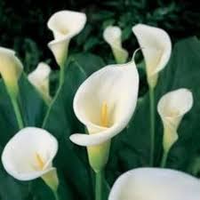 White Calla Lily Flower Seeds