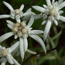White Edelweiss Flower Seeds
