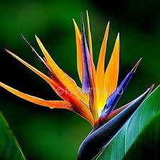 Pink Strelitzia Reginae Flower Seeds
