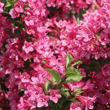 Pink Weigela Flower Seeds