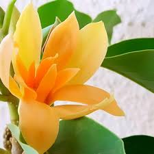 Yellow Champa Flower Seeds