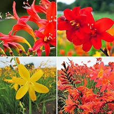 Mixed Crocosmia Flower Seeds - Heirloom Non GMO High Germination Flower Seeds for Planting