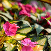 Pink Impatiens Flower Seeds