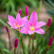 Pink Light Streptocarpus Flower Seeds for Planting Exotic Flowering Plants - Heirloom Non GMO Premium Garden Seeds for P