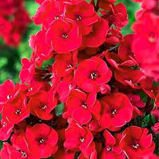 Red Fresh Phlox Flower Seeds - Heirloom Non GMO High Germination Organic Garden Seeds for