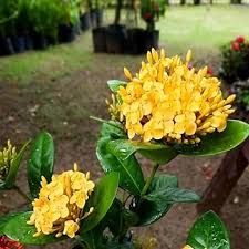 Yellowsythia Flower Seeds