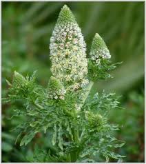 White Mignonette Flower Flower Seeds - Heirloom Non GMO High Germination Organic Garden Planting Seeds