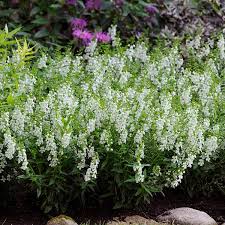 White Angelonia Flower Seeds for Planting Rare Blooming Plants Heirloom Non-GMO High Germination Organic Garden Seeds Ba