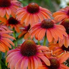 Orange Echinacea Flower Seeds