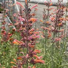 AGASTACHE Flower Seeds