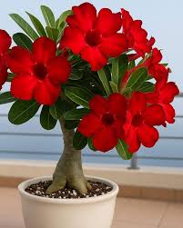 Red Adenium Flower Seeds Rare Blooming Plants Balcony and Patio Gardening Colorful Seeds for Planting Heirloom Non-GMO H