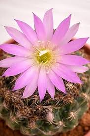 Pink Astrophytum Flower Flower Seeds - Heirloom Non GMO High Germination Organic Garden Planting Seeds